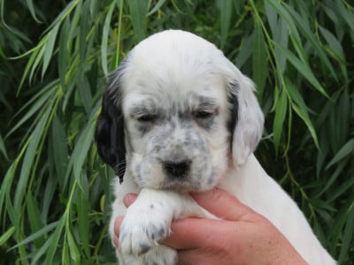 Les chiots de Setter Anglais