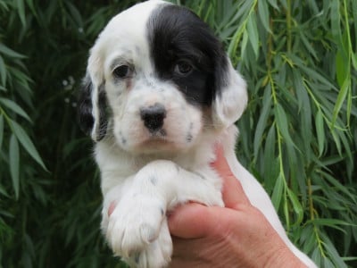 Les chiots de Setter Anglais