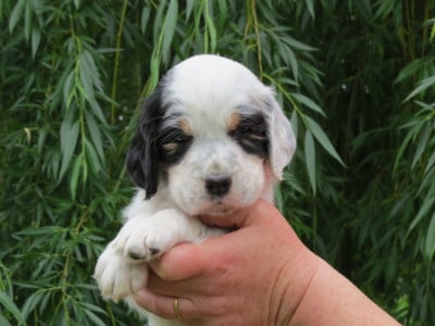 Les chiots de Setter Anglais