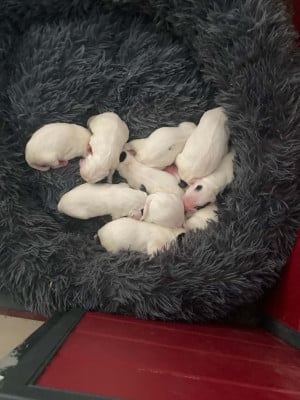 Setter Anglais