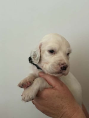 Les chiots de Setter Anglais
