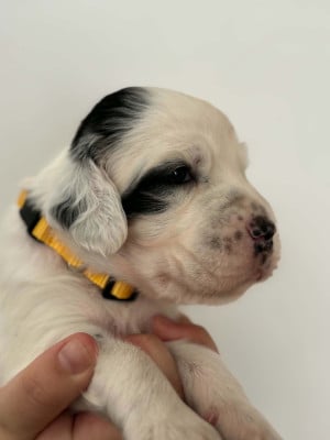Les chiots de Setter Anglais