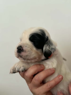 Les chiots de Setter Anglais