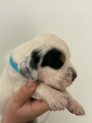 Les chiots de Setter Anglais
