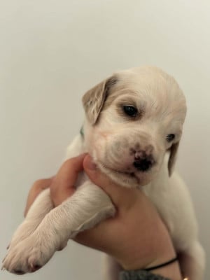 Les chiots de Setter Anglais