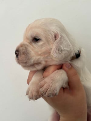 Les chiots de Setter Anglais