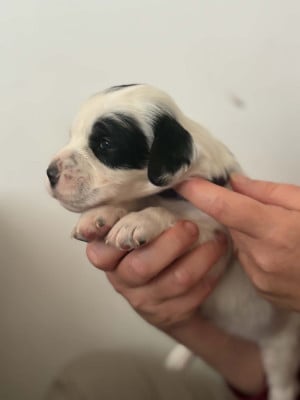 Les chiots de Setter Anglais