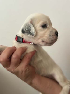 Les chiots de Setter Anglais
