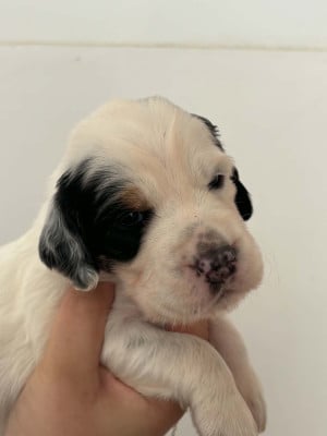 Les chiots de Setter Anglais