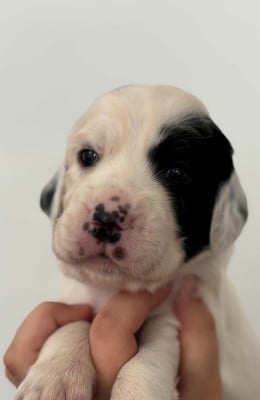 Les chiots de Setter Anglais