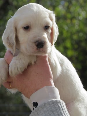 Les chiots de Setter Anglais