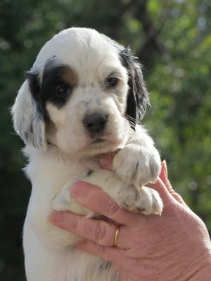 Les chiots de Setter Anglais