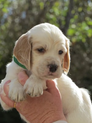 Les chiots de Setter Anglais