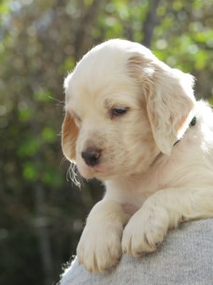 Les chiots de Setter Anglais