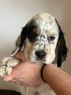Les chiots de Setter Anglais