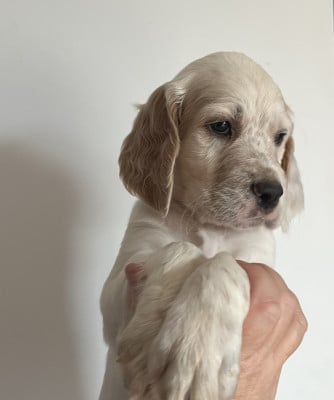 Les chiots de Setter Anglais
