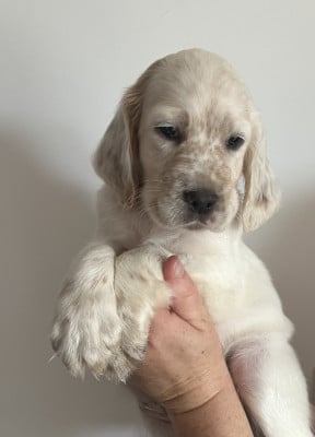 Les chiots de Setter Anglais