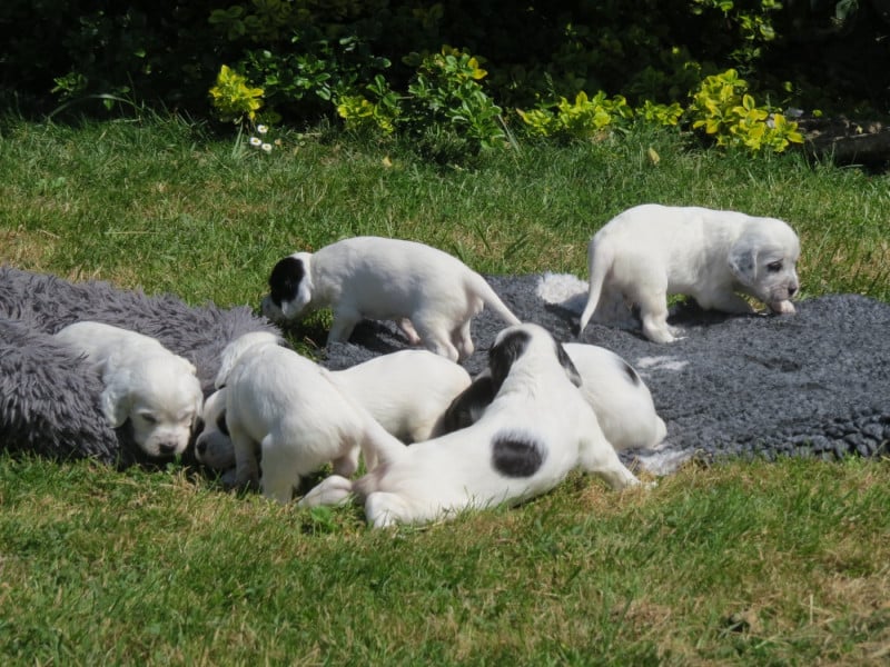 Setter Anglais - Du Terroir De Saintonge