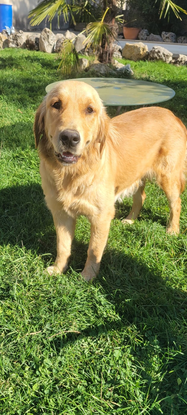 Publication : Des Molosses De Timoulys