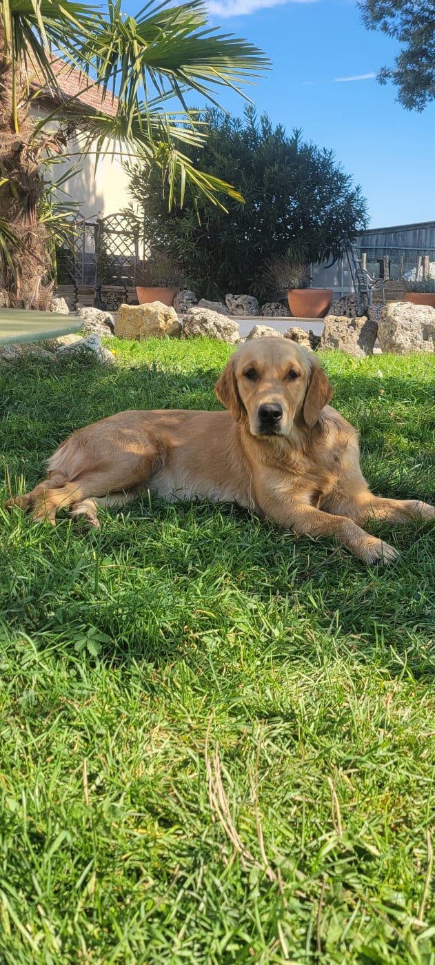 Publication : Des Molosses De Timoulys