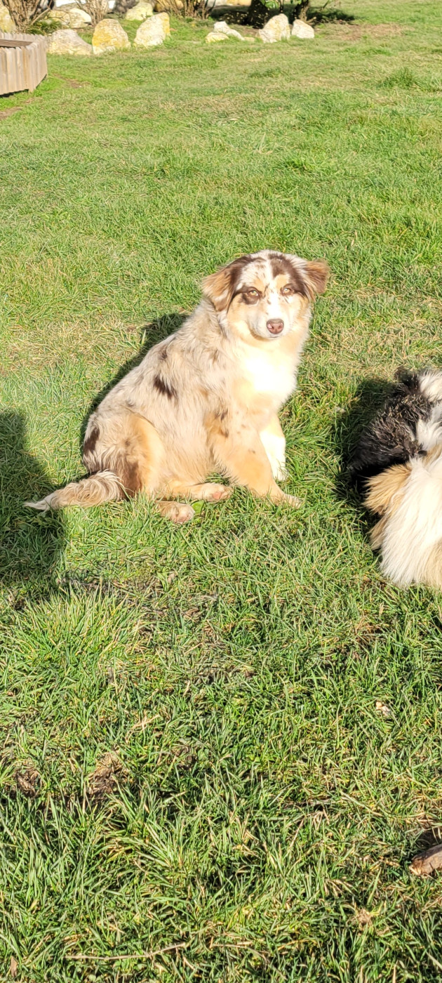 Publication : Des Molosses De Timoulys