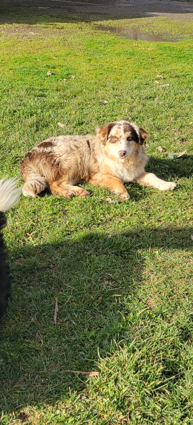 Publication : Des Molosses De Timoulys