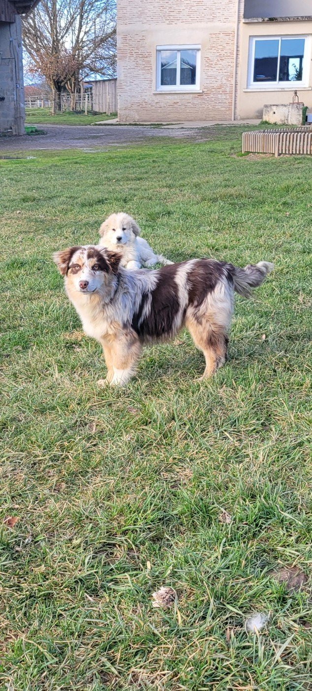 Publication : Des Molosses De Timoulys