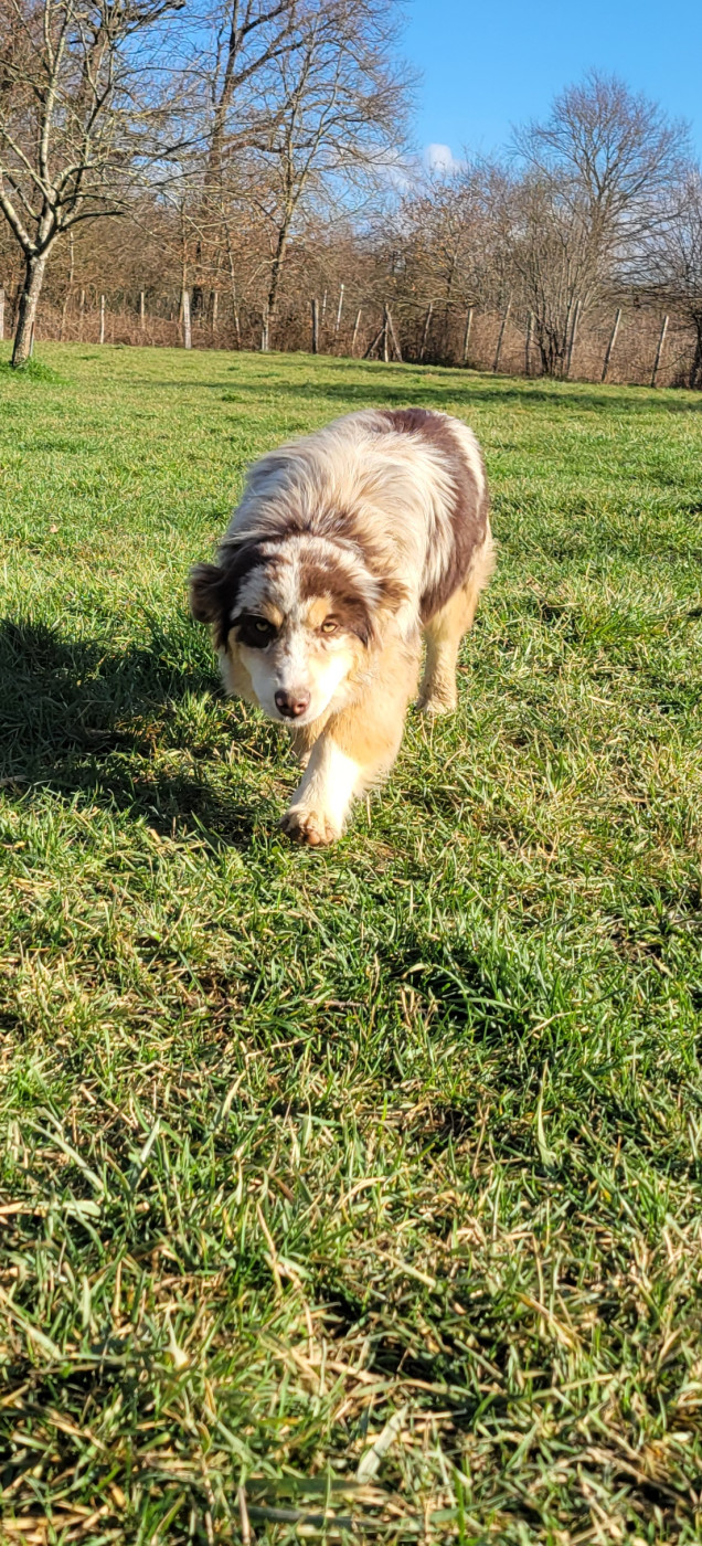 Publication : Des Molosses De Timoulys