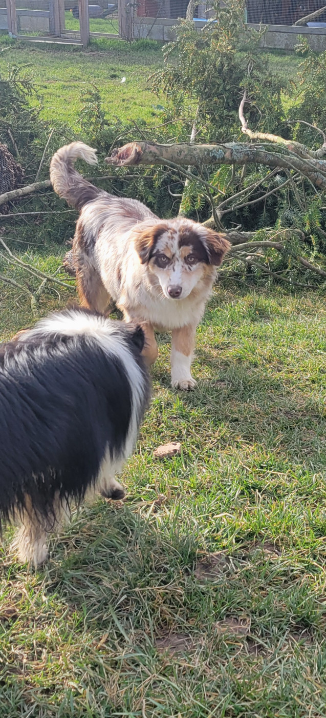 Publication : Des Molosses De Timoulys