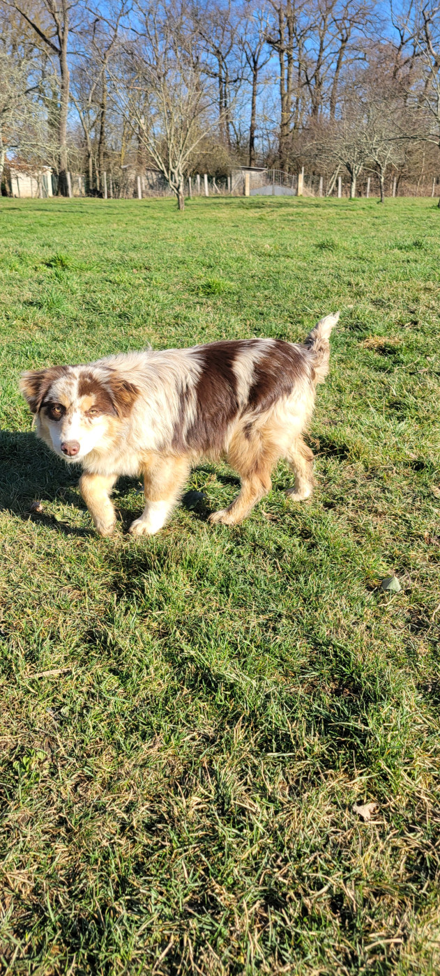 Publication : Des Molosses De Timoulys