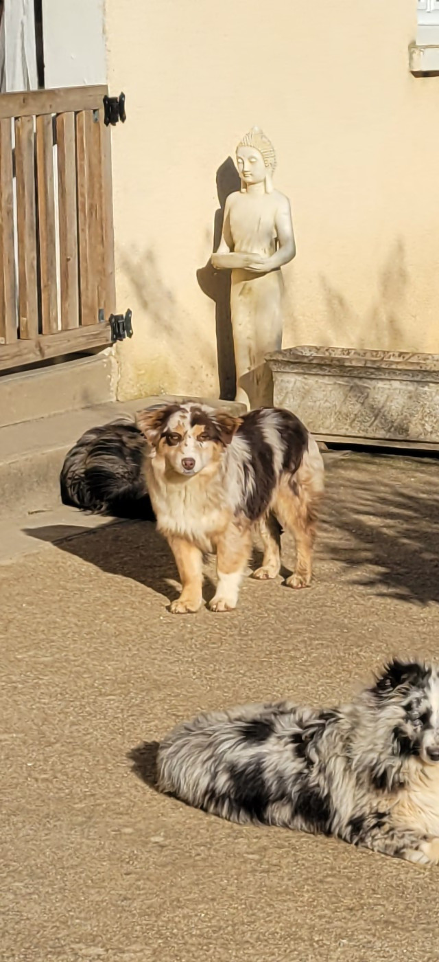 Publication : Des Molosses De Timoulys