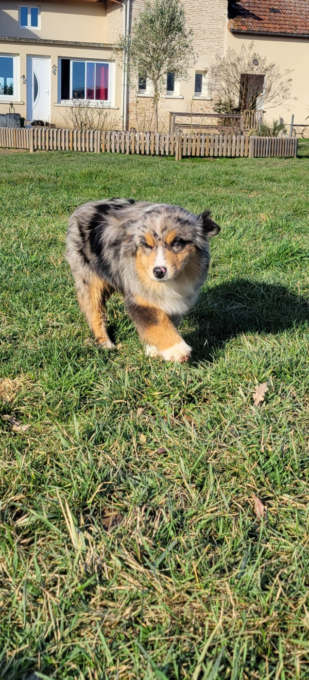 Publication : Des Molosses De Timoulys