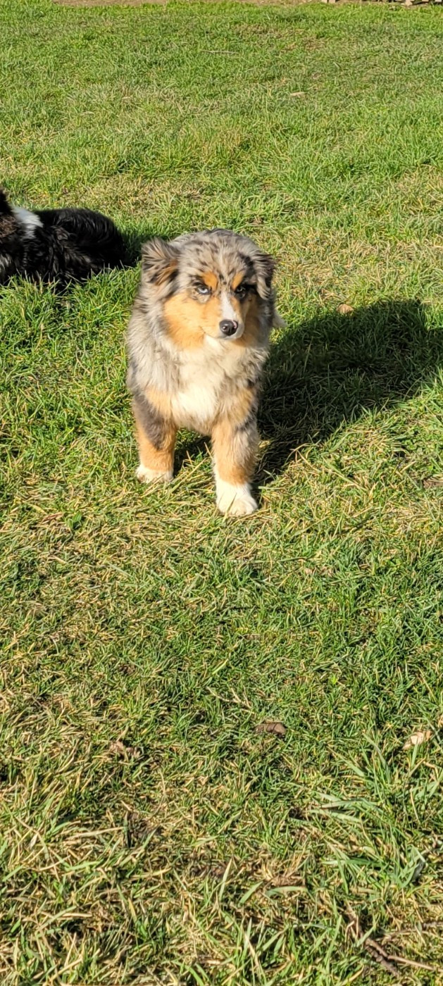 Publication : Des Molosses De Timoulys