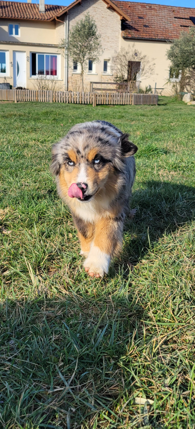 Publication : Des Molosses De Timoulys