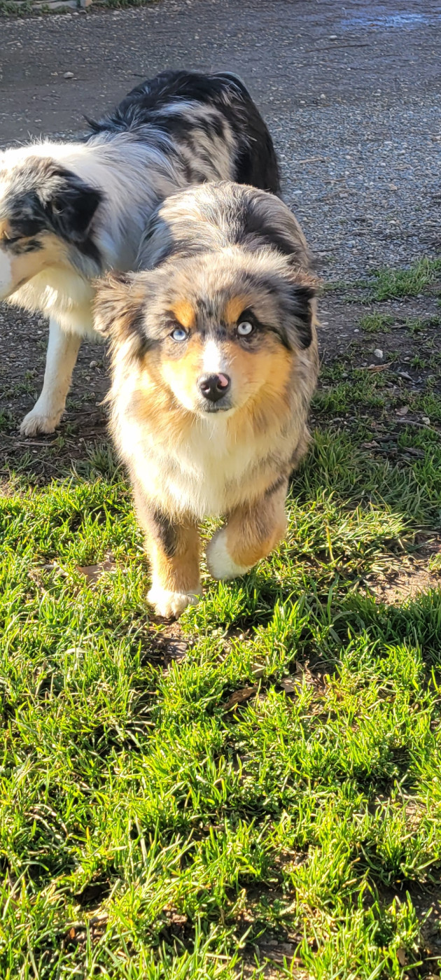 Publication : Des Molosses De Timoulys