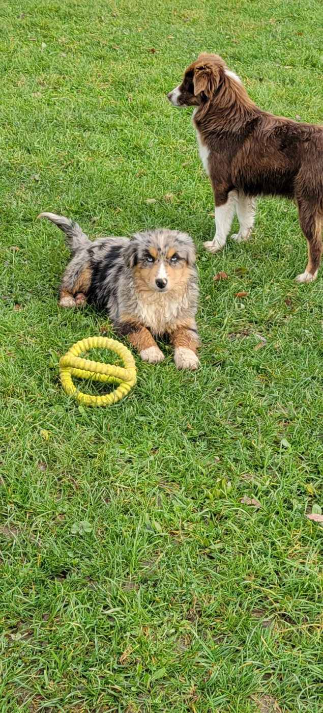 Publication : Des Molosses De Timoulys