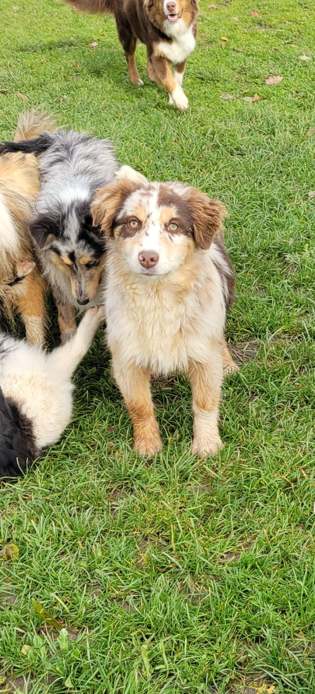 Publication : Des Molosses De Timoulys