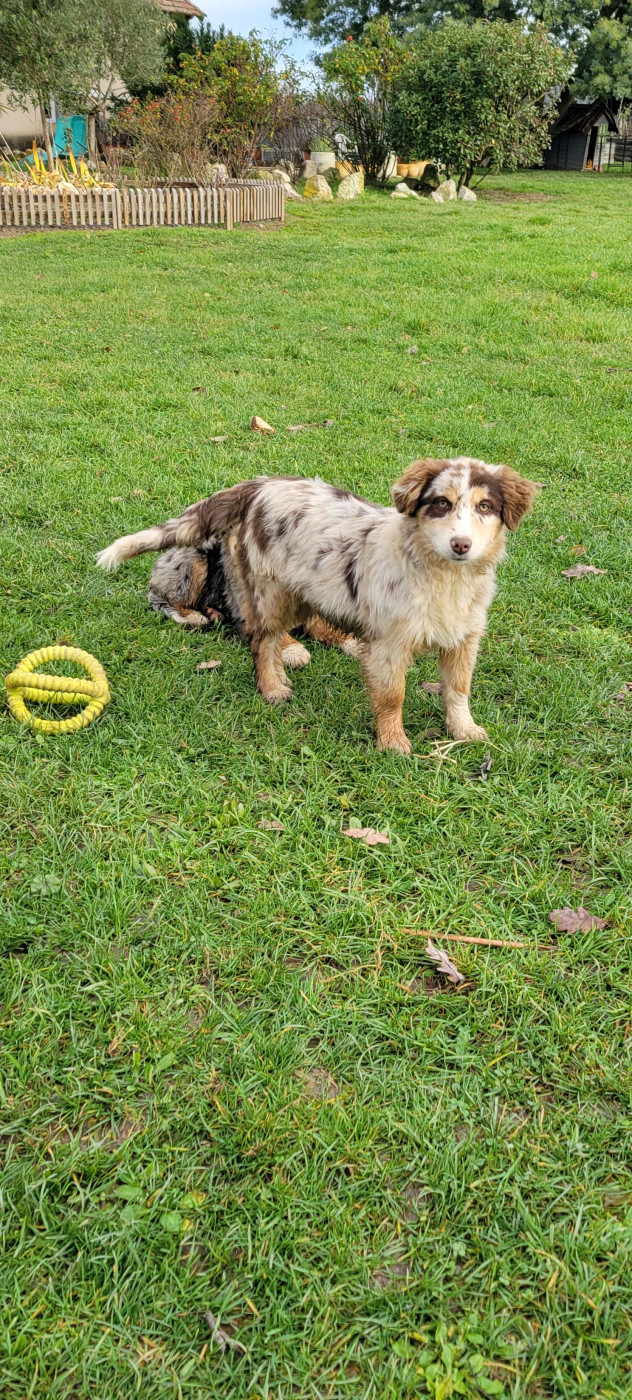 Publication : Des Molosses De Timoulys