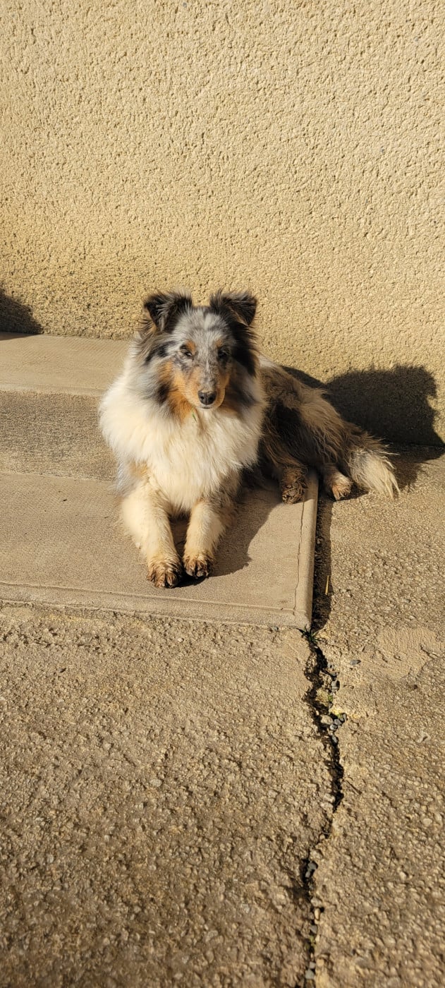 Virgule Des Molosses De Timoulys