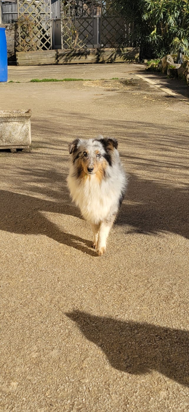 Virgule Des Molosses De Timoulys