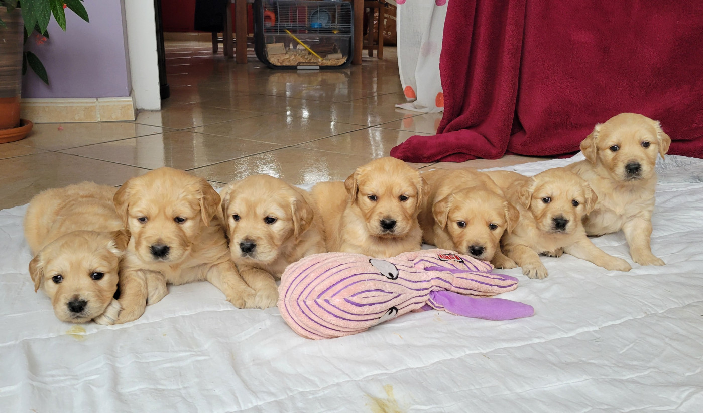 Golden Retriever - Des Molosses De Timoulys