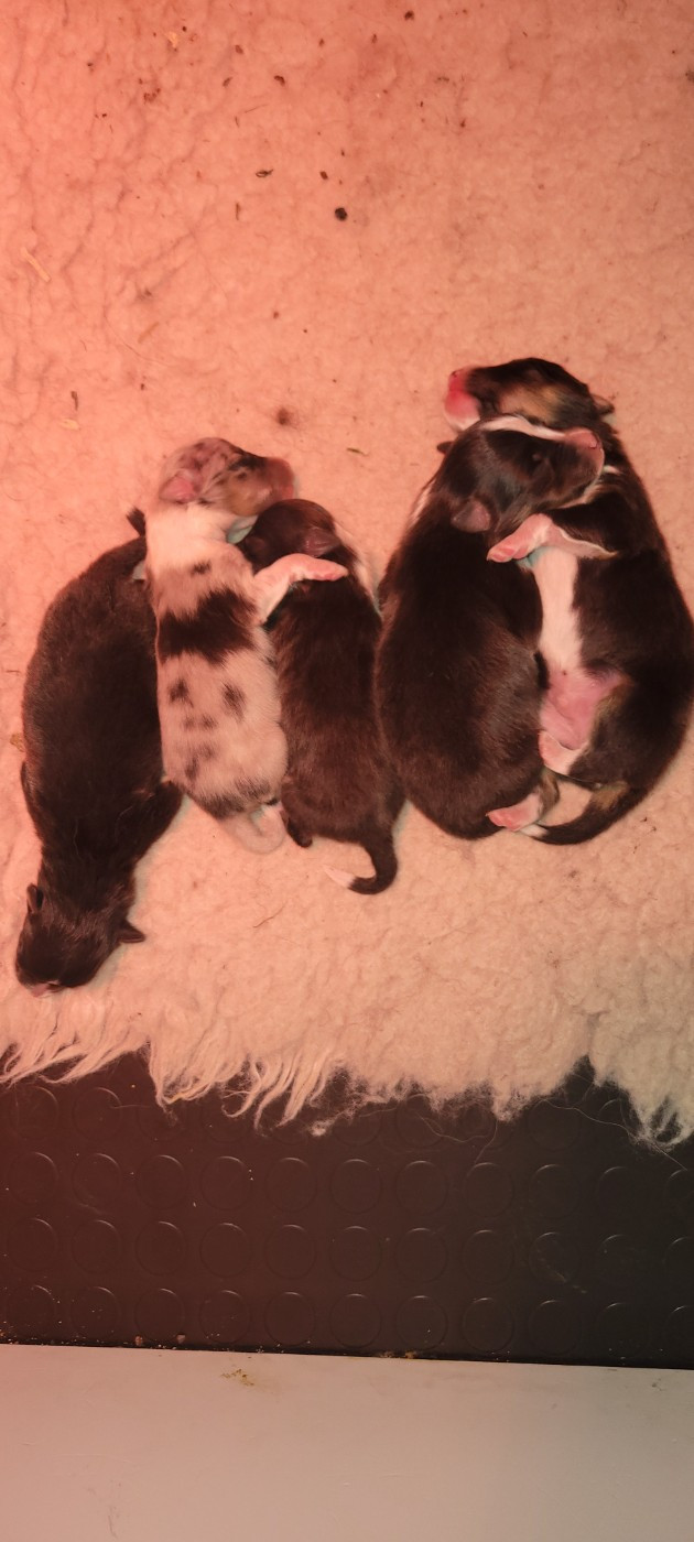 Shetland Sheepdog - Des Molosses De Timoulys