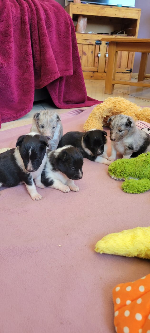 Shetland Sheepdog - Des Molosses De Timoulys