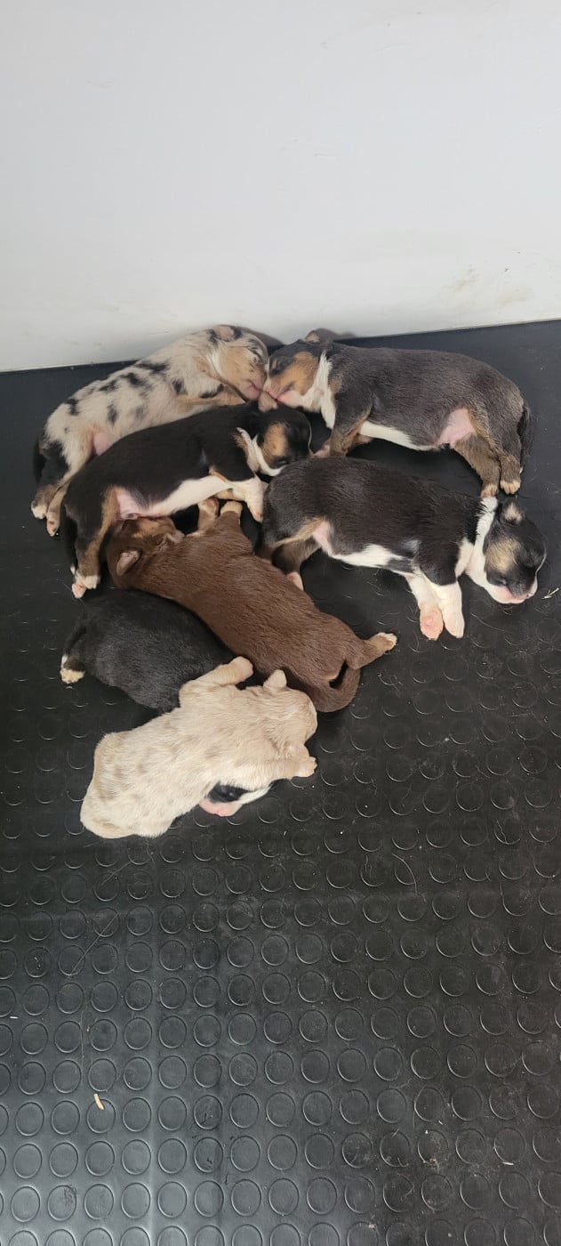 Chiot Berger Américain Miniature