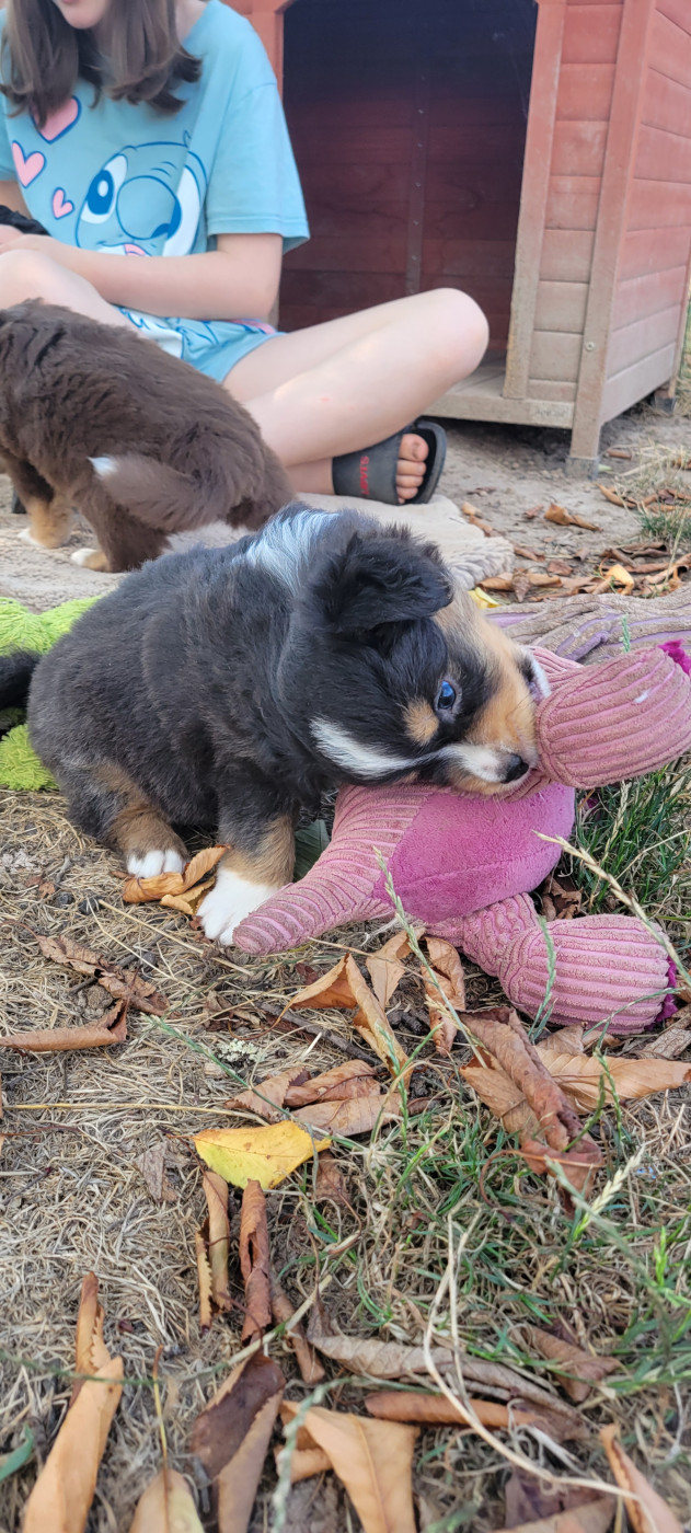 Bandit