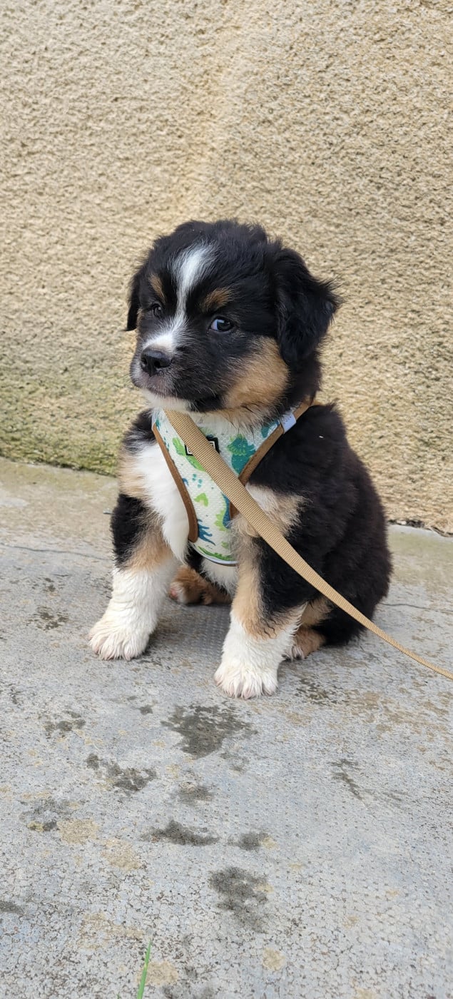 Balto