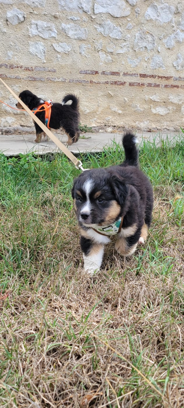 Balto