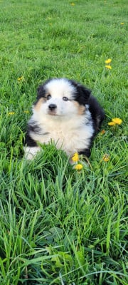 Les chiots de Berger Américain Miniature 