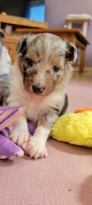 Les chiots de Shetland Sheepdog