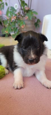 Les chiots de Shetland Sheepdog